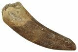 Fossil Plesiosaur (Zarafasaura) Tooth - Morocco #349818-1
